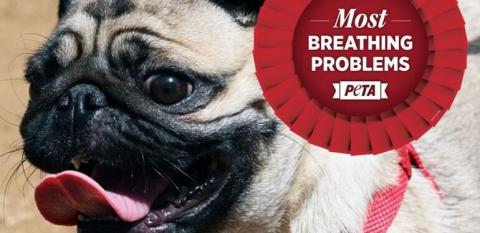 Image: PETA Crufts boycott pug breathing