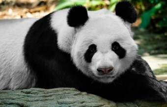 panda bear lying on tree trunk