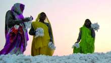 Image: cotton picking