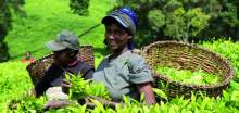 Image: Fairtrade Tea Picker