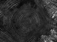 Image: cross section of tree Forest Stewardship Council
