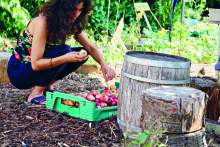 Image: mona dani picking fruit deom may bank gardens trees