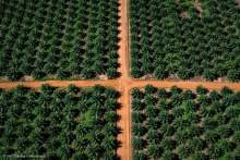 image: palm oil plantation