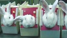 image: animal testing rabbits in boxes cosmetics toiletries ethical consumer