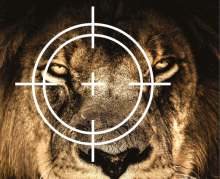lion in scope sights
