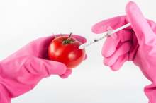 Tomato being injected with a syringe