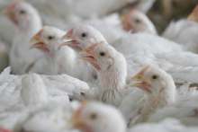 White chickens packed densely together