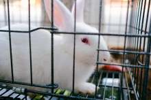 White rabbit in a cage
