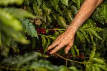 Picture of person's hand picking coffee beans in green vegetation