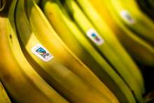 Yellow bananas with the Fairtrade logo sticker