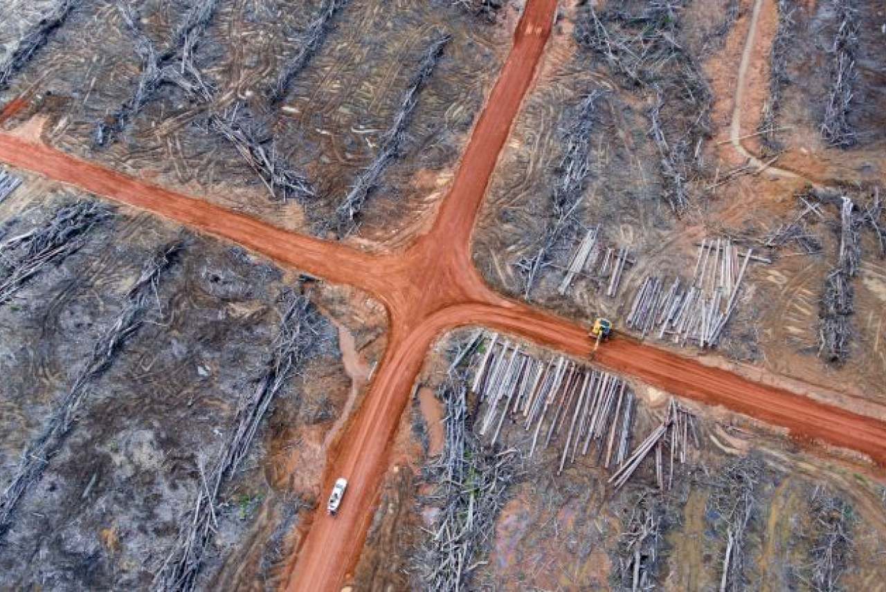 Image: Deforestation palm oil