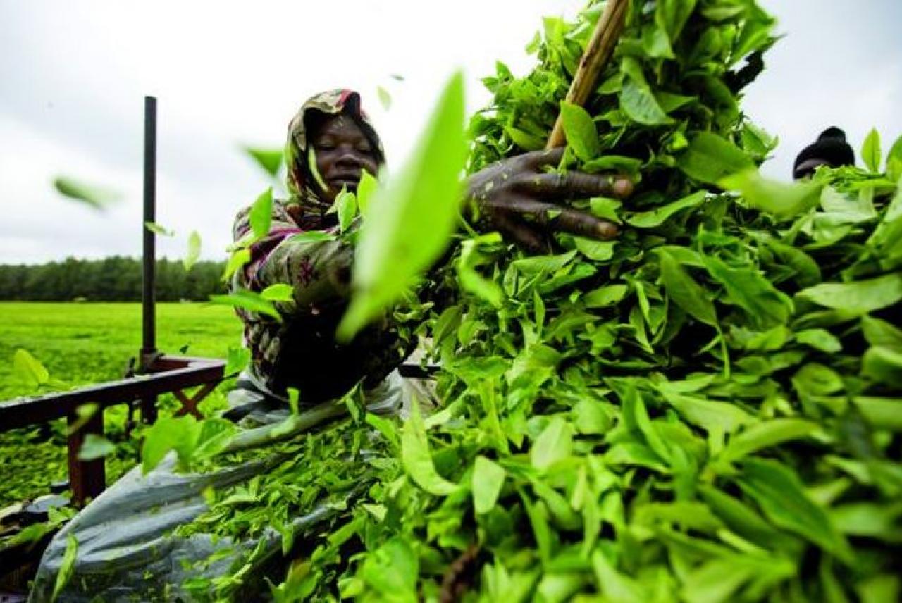 Image: tea plantation Fairtrade