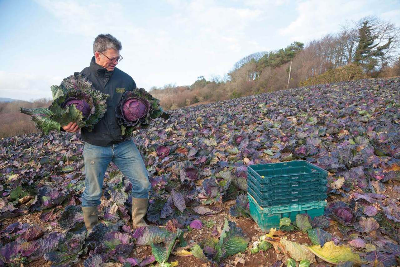 Image: guy singh watson riverford organic in a field of red cabbages