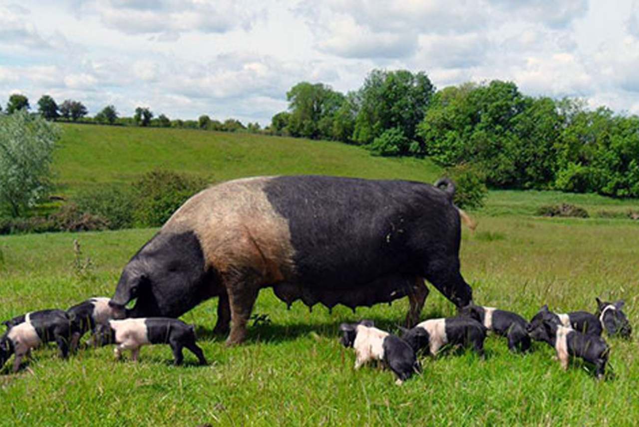 image: pigs in good conditions