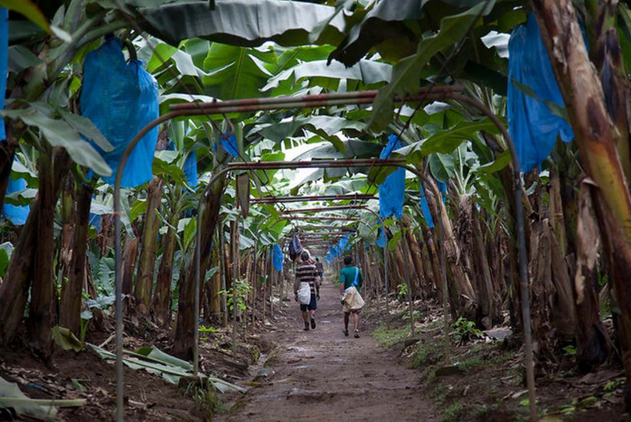 image: banana trees plantation grove colonial control history