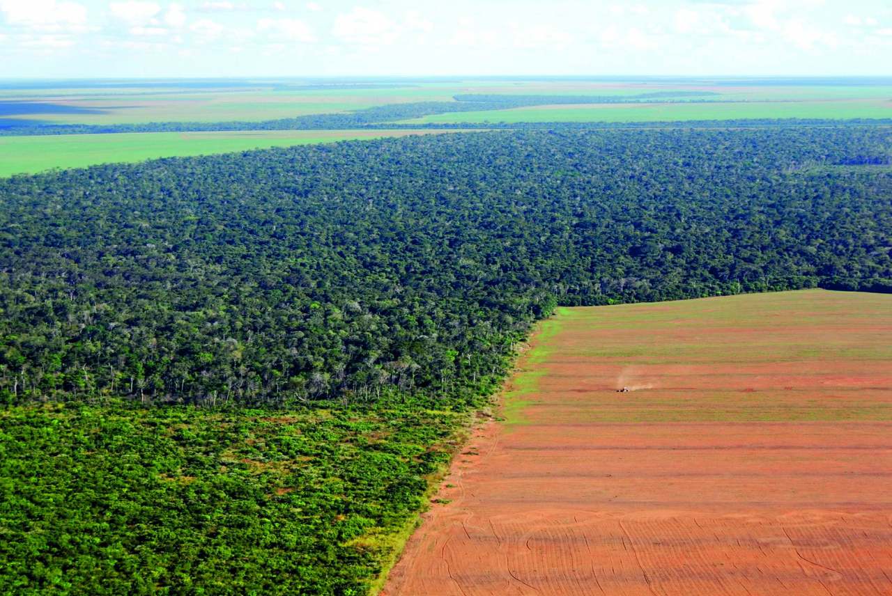 image: rainforest cleared brazilian cerrado to cultivate soya for animal feed