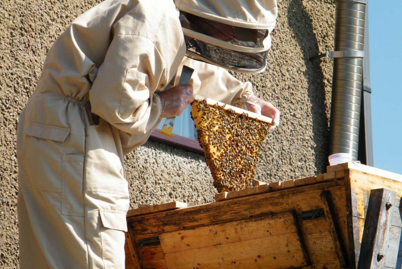 image: beekeeper checking honeycomb natural beekeeping 