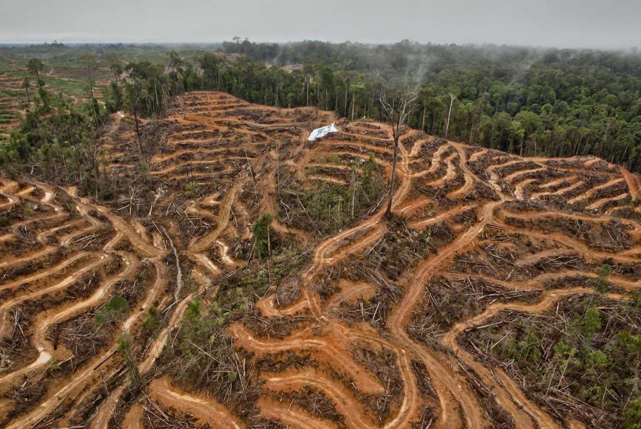 image: deforestation caused by palm oil indonesia bad industry 