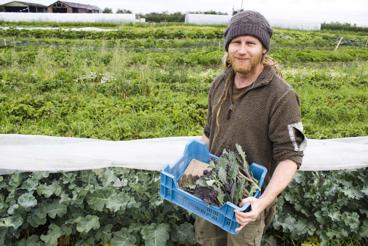 image: chris walsh veg box company ownder in field full of vegetables growing