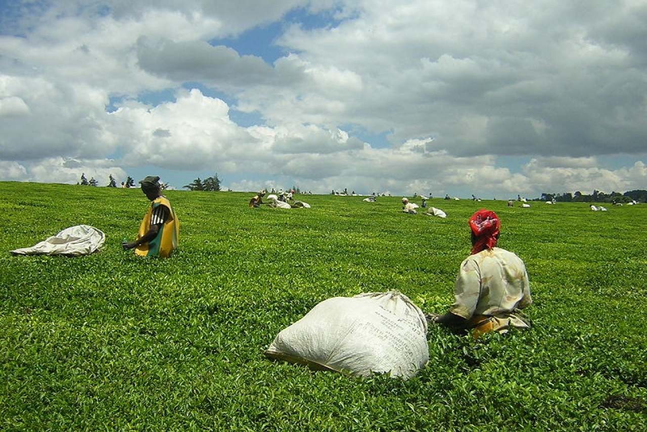 tea pickers kenya