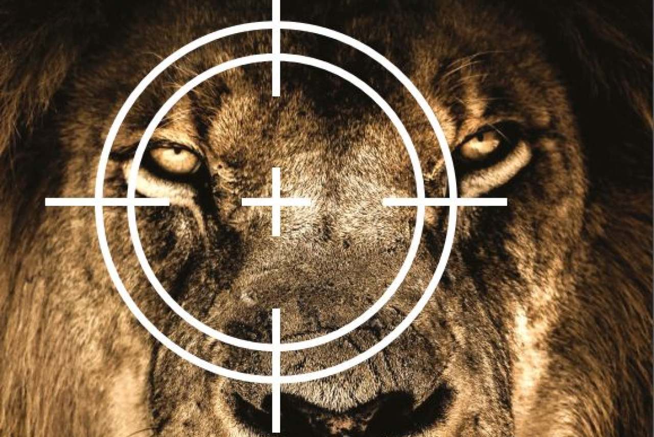 lion in scope sights