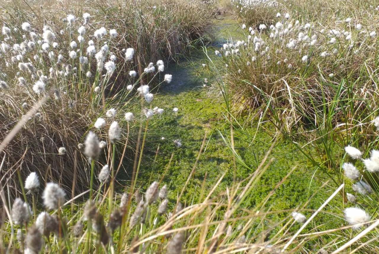 Peatlands habitat at Little Woolden Moss showing bog cotton