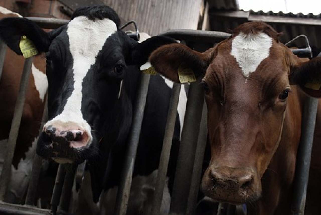 Dairy and animal rights | Ethical Consumer