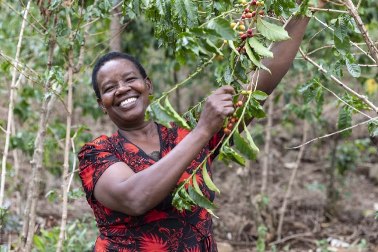 Kenyan coffee farmer Judy Ruto harvesting coffee