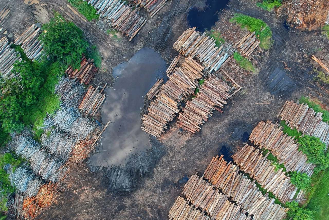 Ariel photo of deforestation and logs