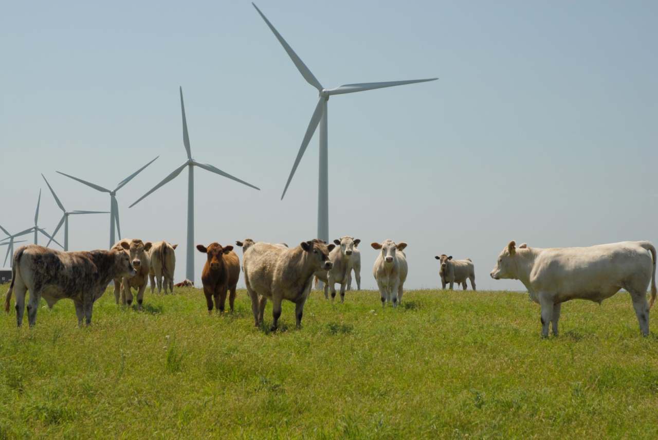 Cows standing in field with wind turbines in background
