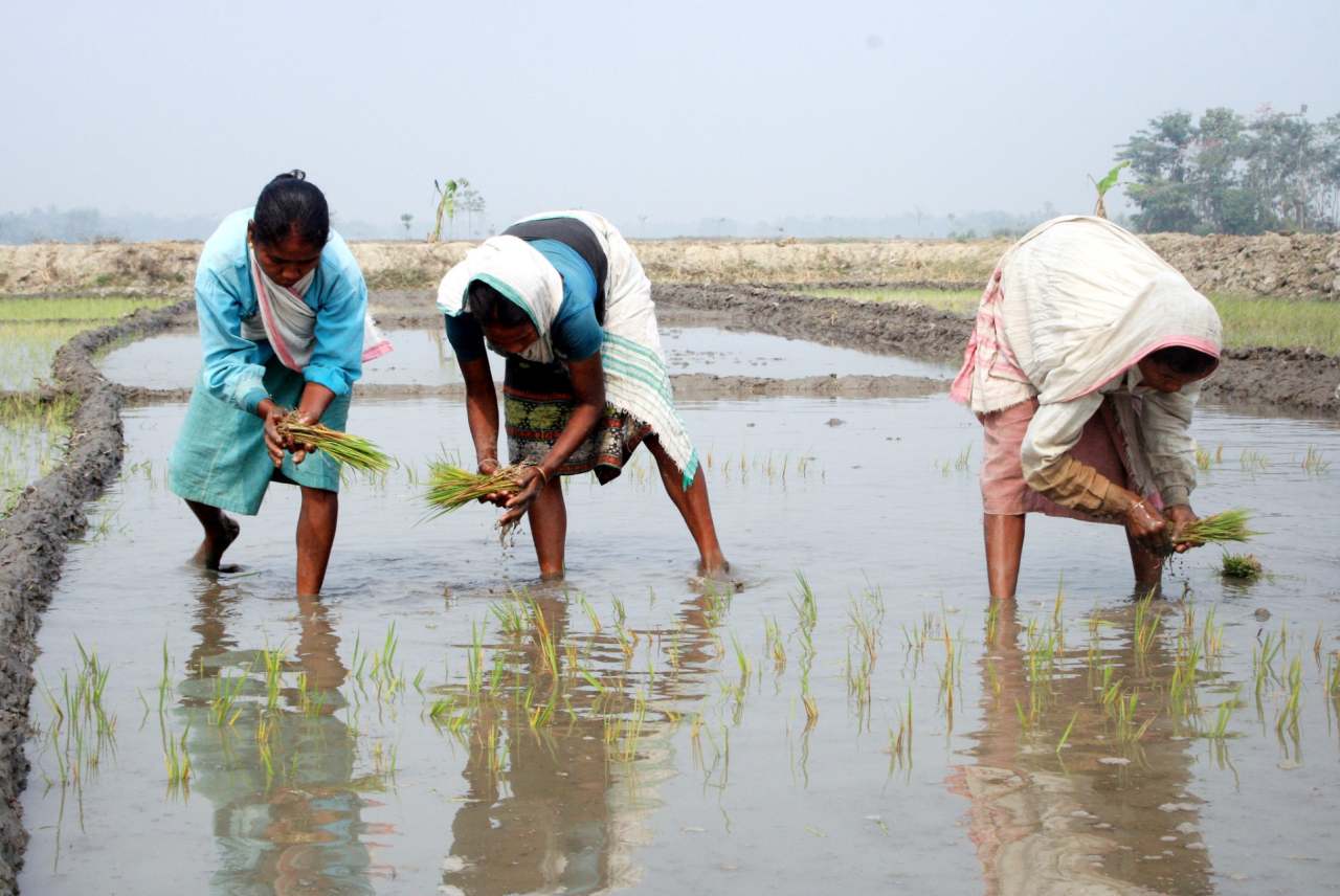 Three people planting rice in paddy field