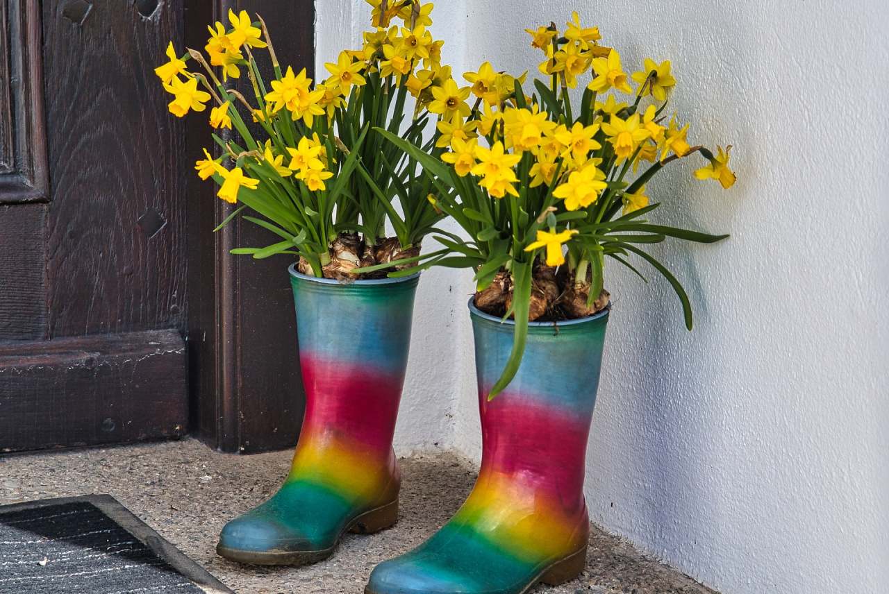 Daffodils growing in a pair of wellies outside a door