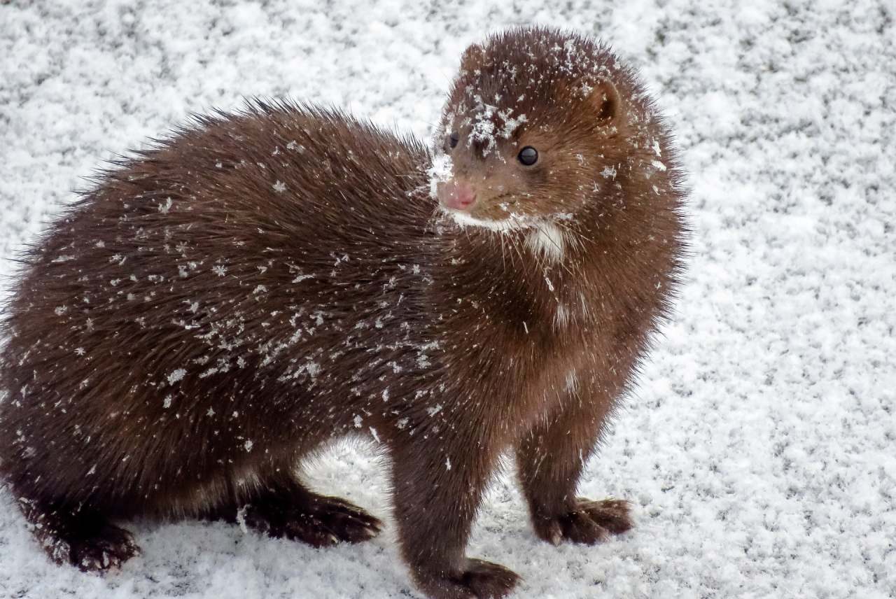 Mink in snow