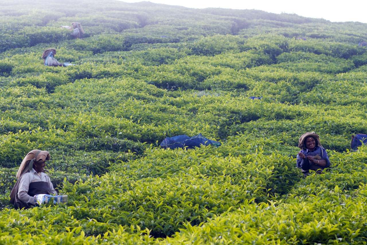 Tea pickers in tea plantation