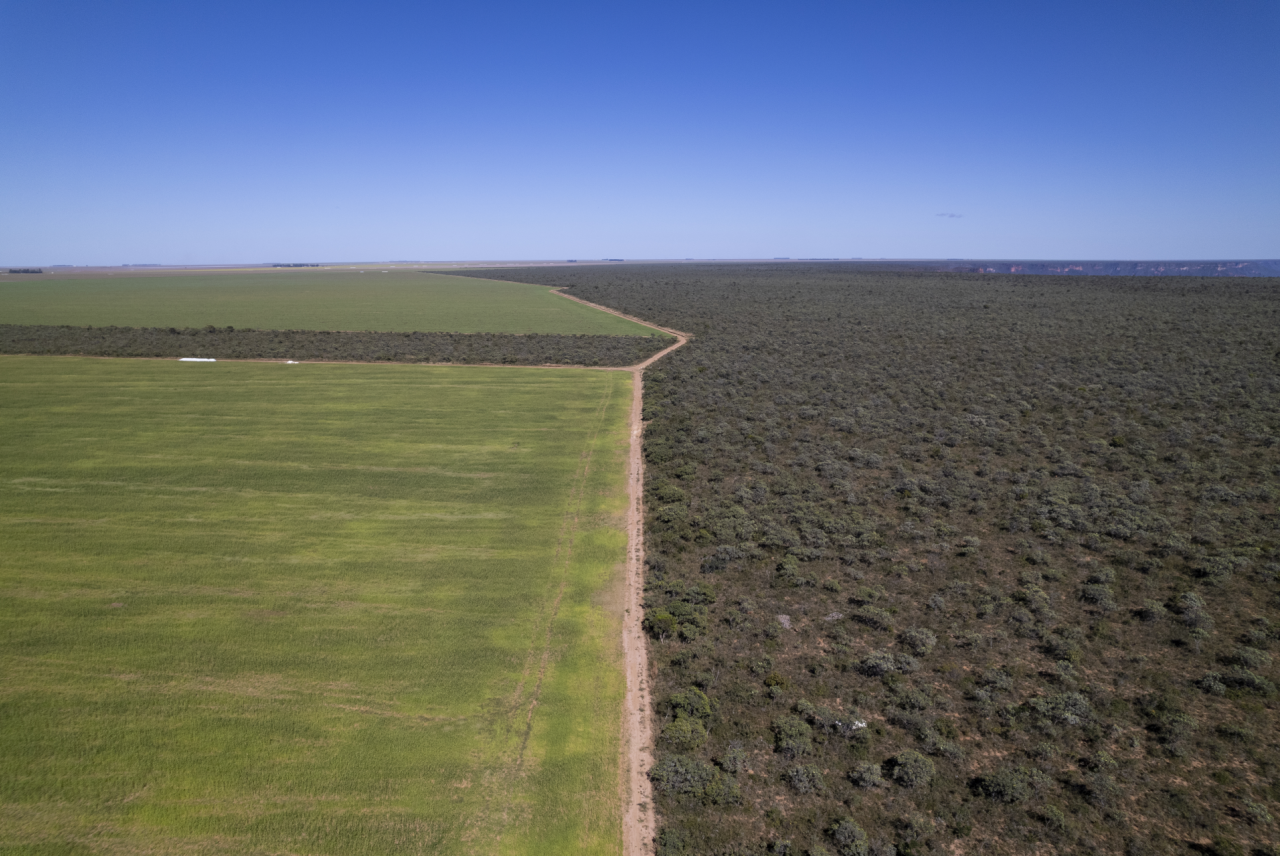 Ariel shot of rainforest with cleared soya plantation field alongside