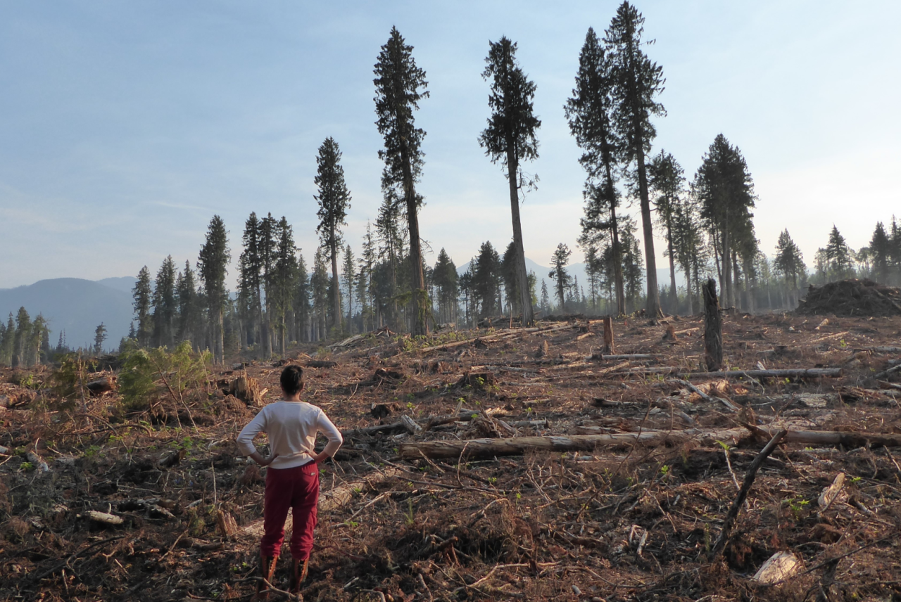 Cleared forest with a few trees left standing, person in the foreground