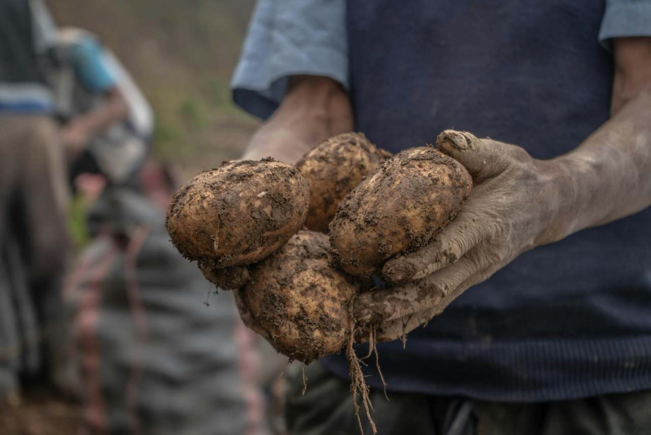 Person with muddy hands holding potatoes