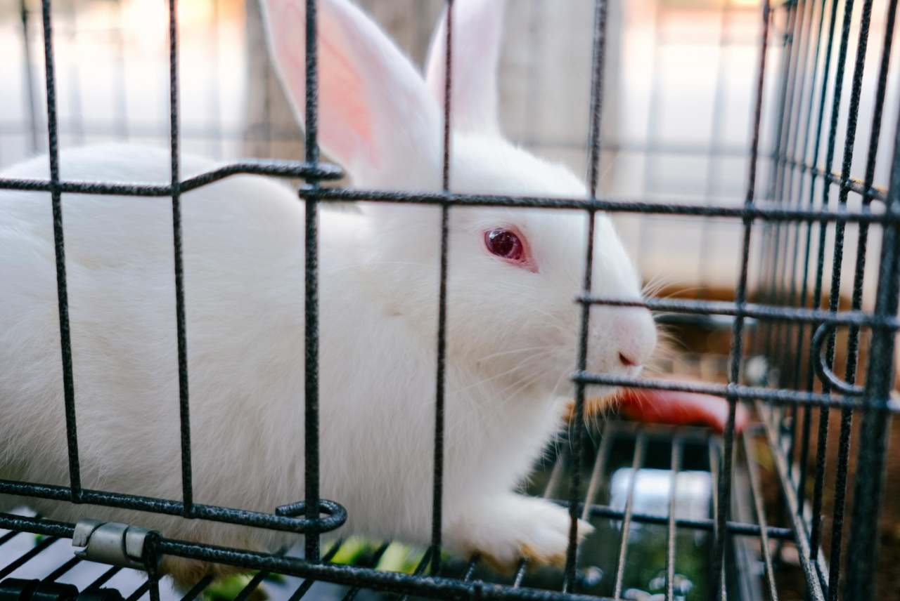 White rabbit in a cage