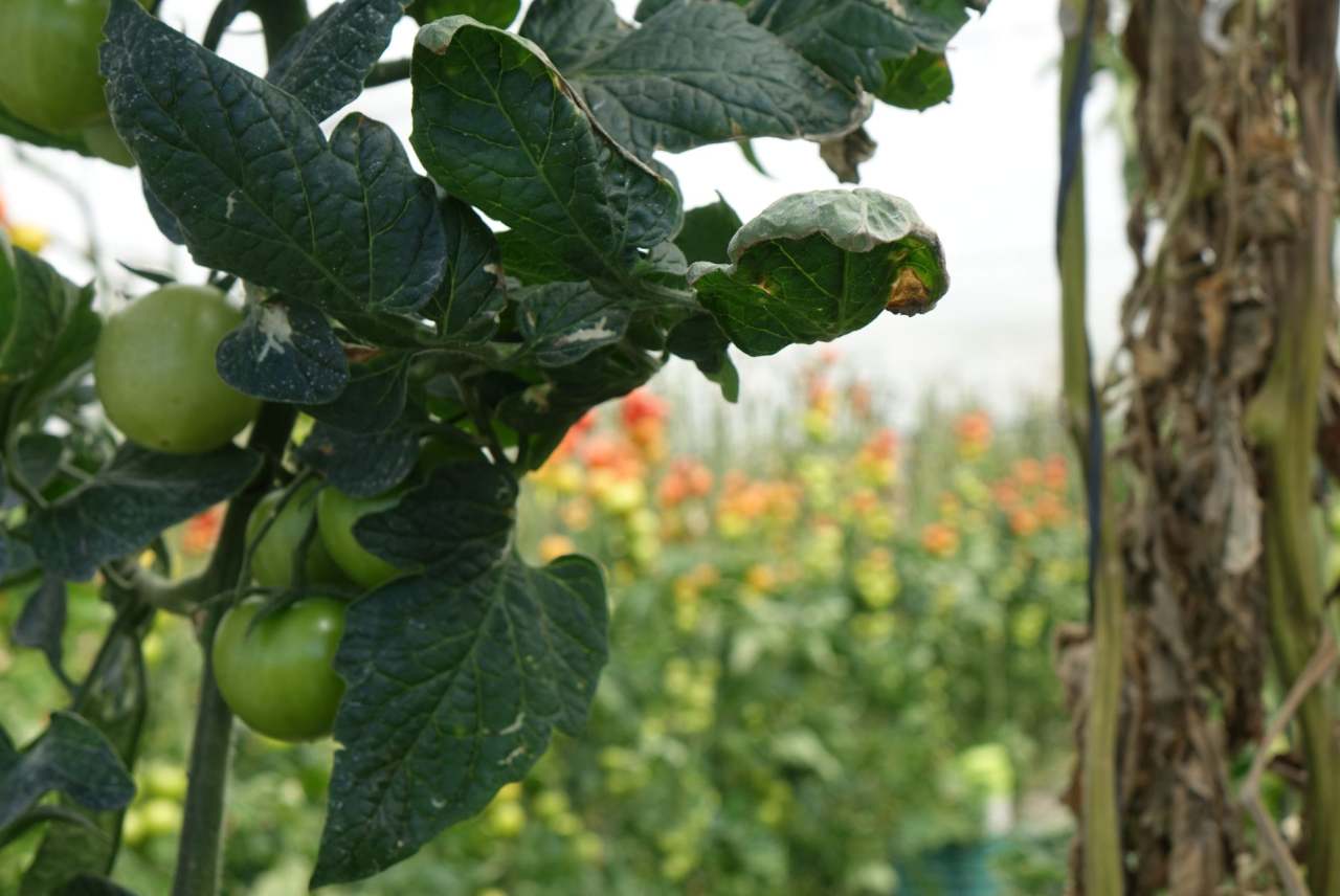 Tomatoes growing in polytunnel