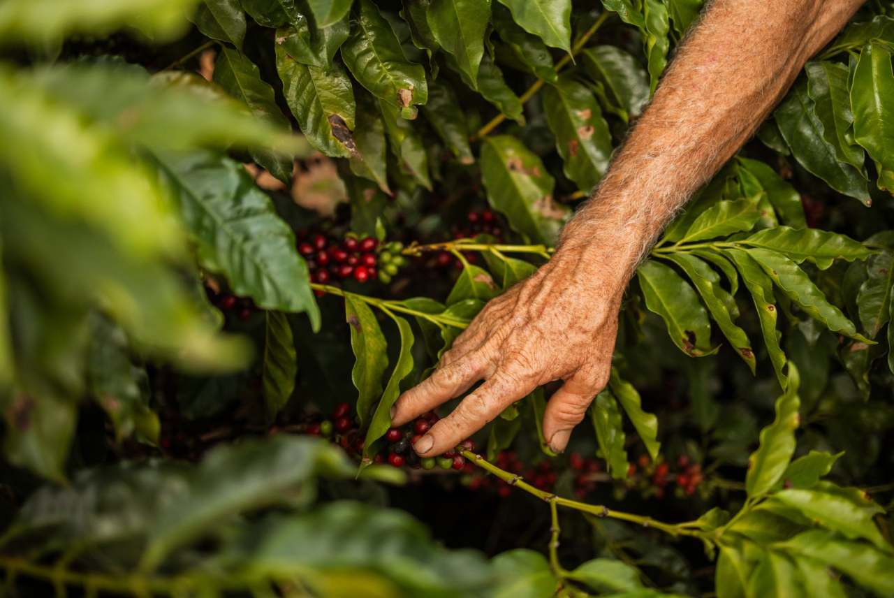 Picture of person's hand picking coffee beans in green vegetation