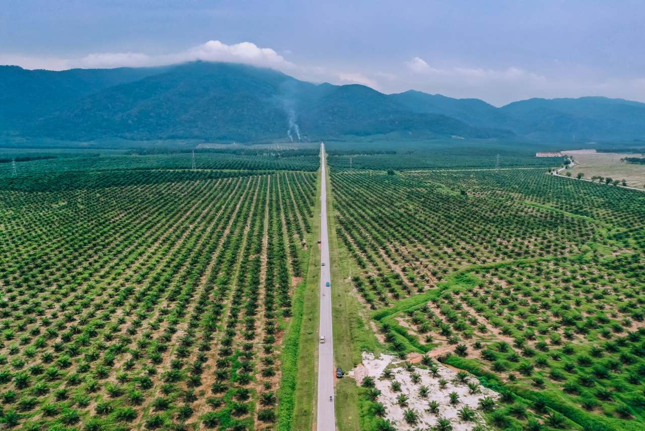 Palm oil plantation with road though them, and mountains in background 