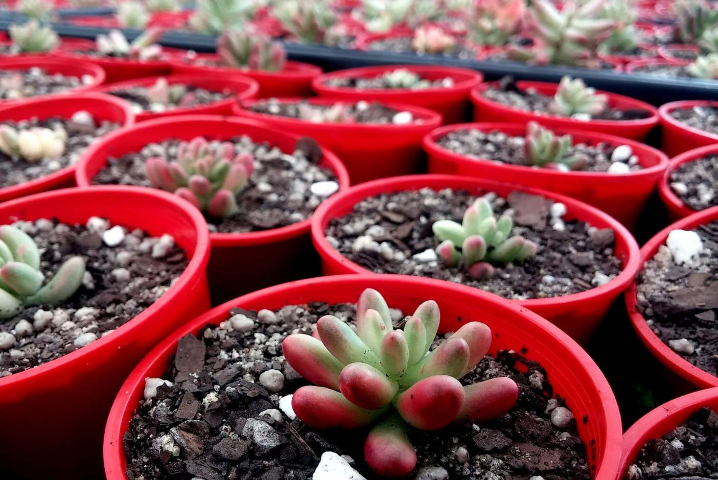 Garden Centres Ethical Consumer