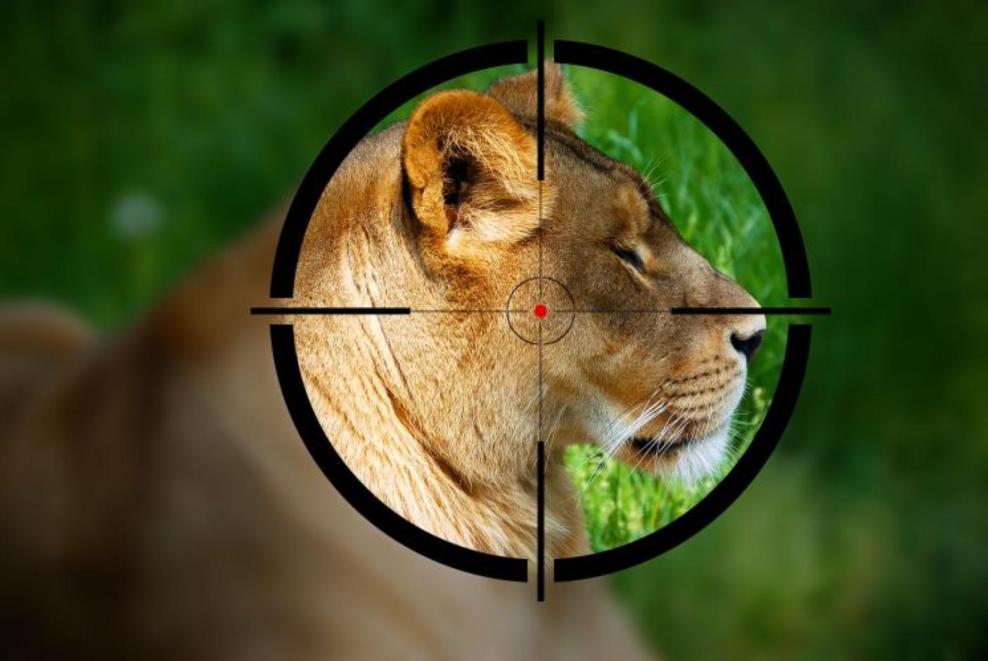 Shooting Wildlife II | Ethical Consumer