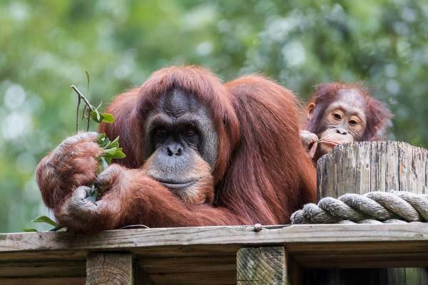 Image: orangutans