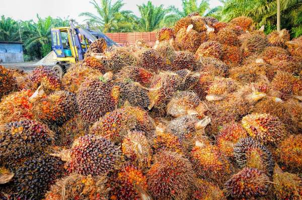 image: palm oil fruit all piled up in mass brands and companies that use palm oil