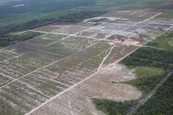 Image: palm oil deforestation labelling