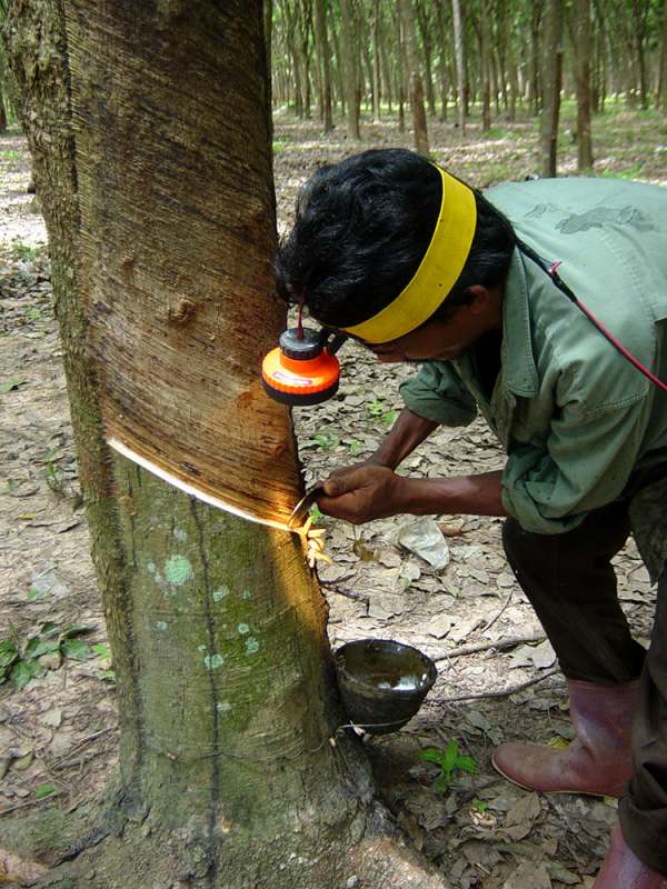 image: rubber tapper working on rubber tree sustainable solution ethical trainers guide 
