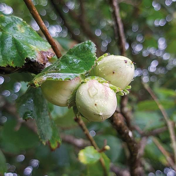 image: hazelnuts autumn foraging