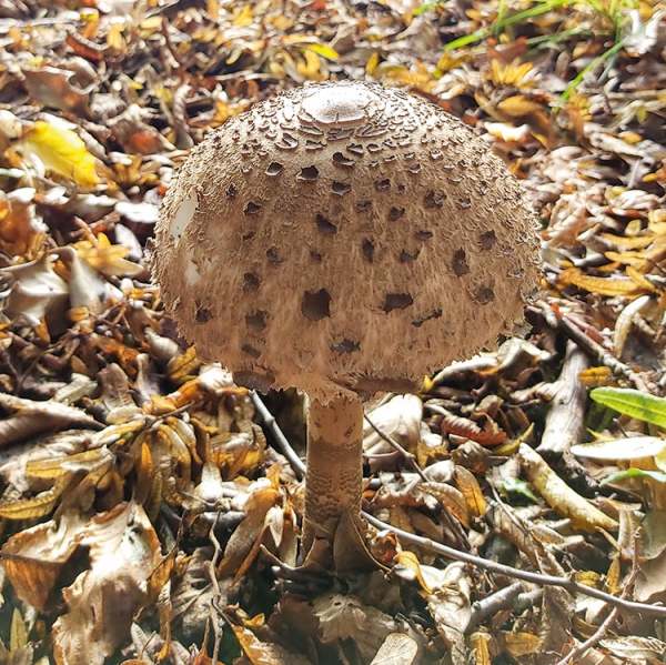 image: parasol mushroom autumn forage