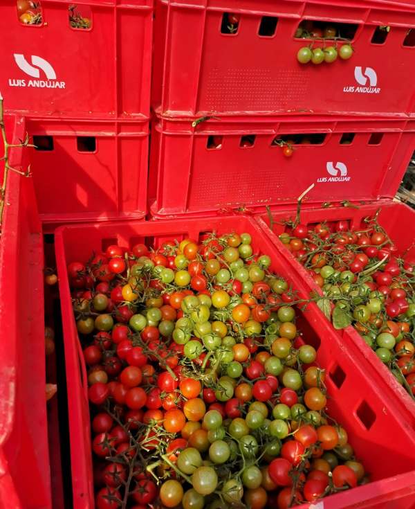 Vine tomatoes in red crates with Luis Andujar name